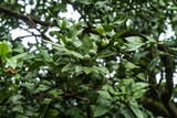 Fototapeta Sypialnia - Group of fresh green mandarins with green leaves is on the tree in the garden