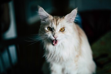 Poster - Maine coon cat with an angry look