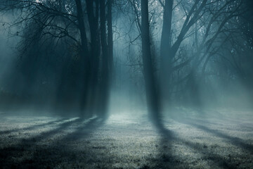 Trees casting shadows at dawn in winter