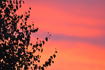 Wall Mural - Red pink sky background during sunset and birch branches