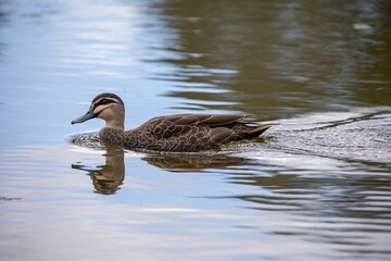 Wall Mural - Pacific black duck swimming on the water