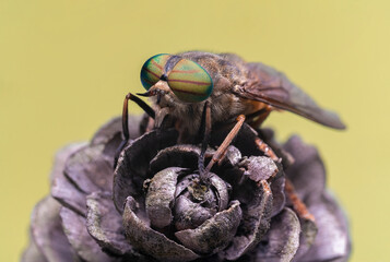 Sticker - Tabanus, horsefly flying monster with big beautiful eyes, biting fly, Tabanidae Extreme marco short.