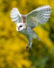 Vertical Closeup Shot Of Barn Owl (Tyto Alba)  Flying Low Over Field With Yellow Blurred Background