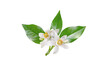 Neroli blossom branch with white flowers, buds and leaves isolated transparent png. Orange tree citrus bloom.