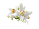 Neroli blossom. Citrus bloom. Orange tree white flowers and buds bunch isolated transparent png. Neroli blossom. Citrus bloom. Orange tree white flowers and buds bunch isolated transparent png.