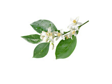 Orange Tree Branch With Flowers And Rain Drops Isolated Transparent Png. Neroli Blossom. Citrus Bloom.