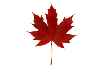 red autumn colored canadian maple leaf isolated transparent png. canada symbol.