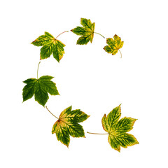 Wall Mural - sycamore maple tree autumn leaves isolated transparent png. spiral flying group of six yellow green 