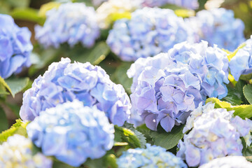 Wall Mural - hydrangea flower in close up with sunlight