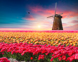 Fototapeta Tulipany - Dramatic spring scene on the tulip farm. Colorful sunset in Netherlands, Europe.