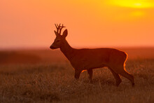 Silhouette Of A Roe Deer At Sunset