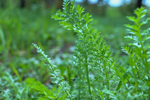 Fresh Green Grasses, Achillea Millefolium Common Yarrow Stems Close Up. Macro.