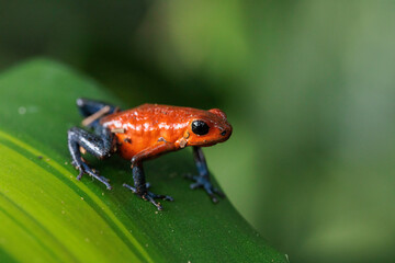 Blue-Jeans frog a.k.a strawberry frog (Oophaga pumilio / Dendrobates pumilio) perching on a green leaf in Horquetas, Heredia, Sarapiqui, Costa Rica