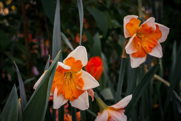 Wall Mural - White and orange daffodils in bloom