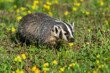 North American Badger (Taxidea taxus) Walks Through Yellow Wildflowers Summer