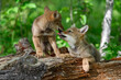 Coyote Pup (Canis latrans) Licks at Sibling on Log Summer