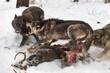 Black Phase Grey Wolf (Canis lupus) Lunges at Packmate Over Deer Carcass Winter