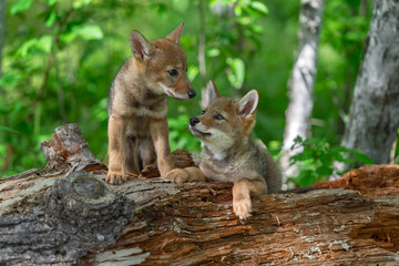 Wall Mural - Coyote Pup (Canis latrans) Looks Up at Sibling on Log Summer