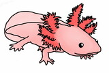 Fototapeta Dinusie - adorable Pink Axolotl Mexican salamander illustration