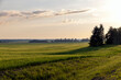 © rsooll - Agricultural wheat field with unripe wheat