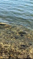 Wall Mural - portrait vertical beach water edge wave sunny lake summer day wind current shore waves