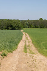 Wall Mural - A rural dirt road in a field with plants