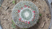Cactus De Forma Circular Con Pequeños Frutos Rojos