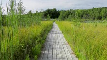 Wooden Boardwalk Leading Through Grass River Natural Area Wetlands Near Bellaire, Michigan. 