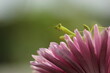 mantis on pink flower