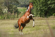 Portrait of a rearing pinto arabian x paint mixbreed horse on a meadow in summer outdoors