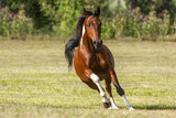 Fototapeta Konie - Portrait of a beautiful pinto arabian crossbreed horse on a pasture in summer outdoors