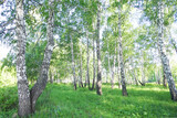 Fototapeta Krajobraz - Birch forest