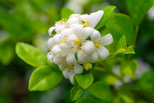 White Flower Of Andaman Satinwood, Chanese Box Tree, Cosmetic Bark Tree, Orange Jasmine, Orange Jessamine, Satin Wood (Murraya Paniculata Jack) In The Flower Garden
