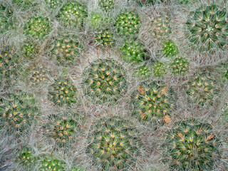 Wall Mural - Top view of cactus plant with cactus hair and barbed hook background.