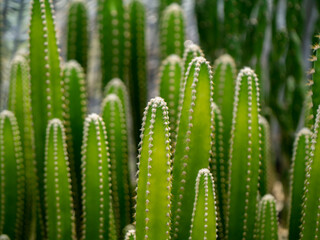 Wall Mural - Close up green tall of cactus plant with blur background.