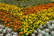 Colorful flower bed with blooming flowers.