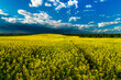 Rapeseed field with beautiful cloudy sky. Rural landscape.