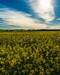Rapeseed field with beautiful cloudy sky. Rural landscape.
