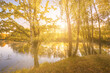 Sunrise near the pond with birches with yellow leaves on a sunny golden autumn morning. Fog above the water. Leaf fall.