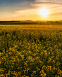 Agricultural flowering rapeseed field at sunset.