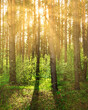Sunset or dawn in a pine forest in spring or early summer.