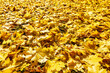 Yellow fallen maple leaves background.