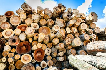 Poster - Stacked wood logs with pine trees