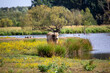 Wasserbüffel im Biotop Beeden (Homburg-Beeden, Saarland)