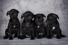 Black American Staffordshire Bull Terrier Dogs Puppies On Gray Background