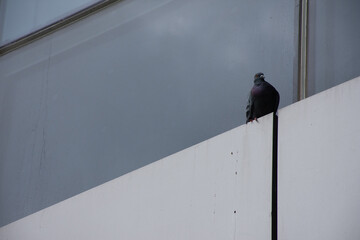 pigeon on the roof