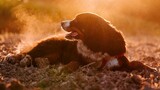 Fototapeta Zwierzęta - Berneński pies pasterski w złotej słonecznej poświacie