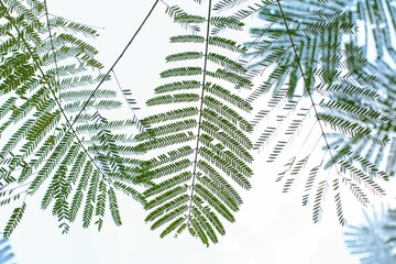 Green tree leaves on a background of cloudy sky