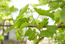 Grapevine With Baby Grapes And Flowers - Flowering Of The Vine With Small Grape Berries. Young Green Grape Branches On The Vineyard In Spring Time.
