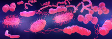 Bacteria, Illustration